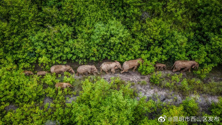 昆明市西山区发布