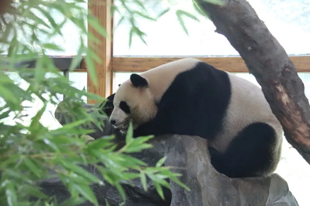 云南野生动物园