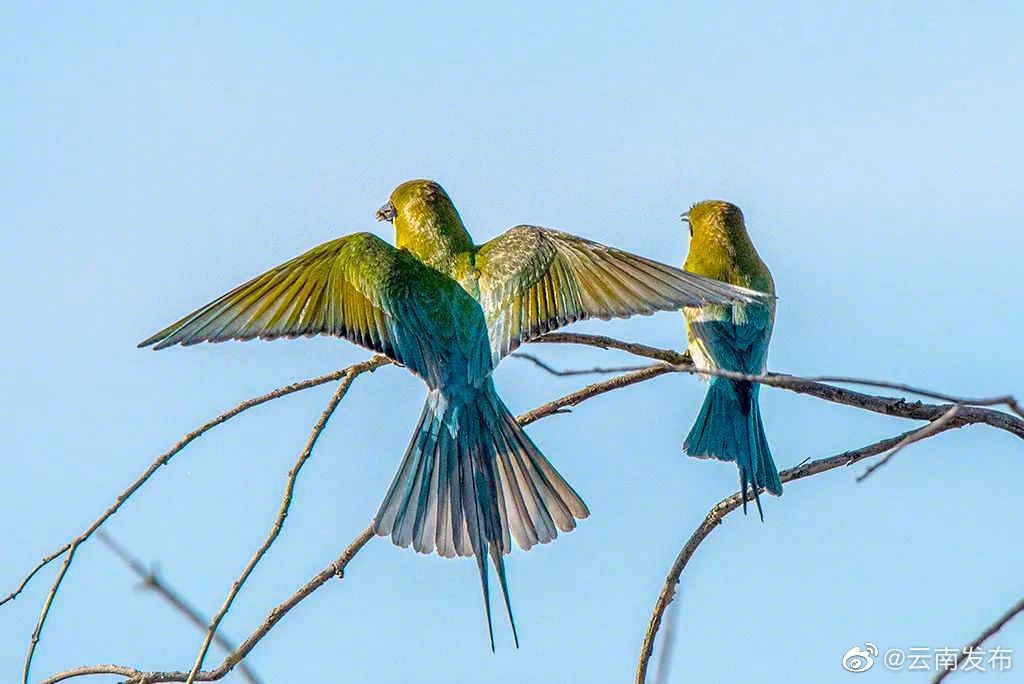 “云南发布”微博