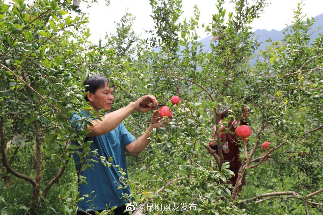 昆明盘龙发布