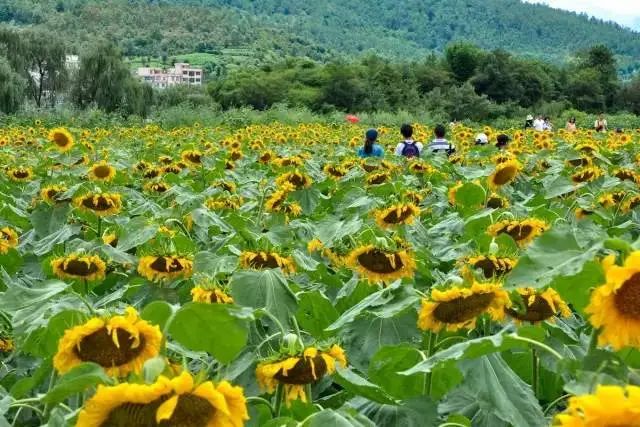 昆明文旅