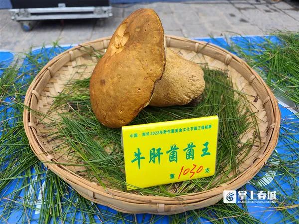 掌上春城