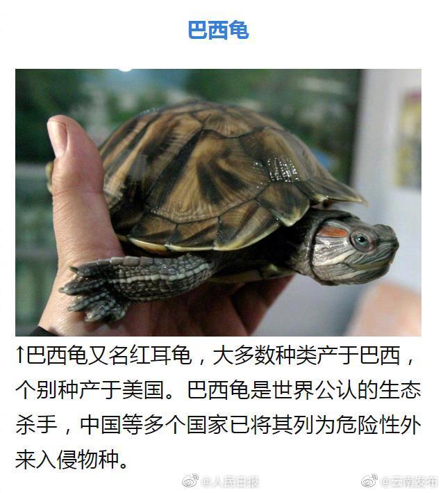 “云南发布”微博