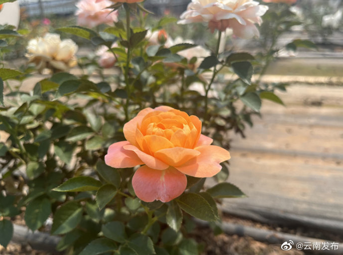 云南花卉和蔬菜产业集群项目中期评估居全国前列