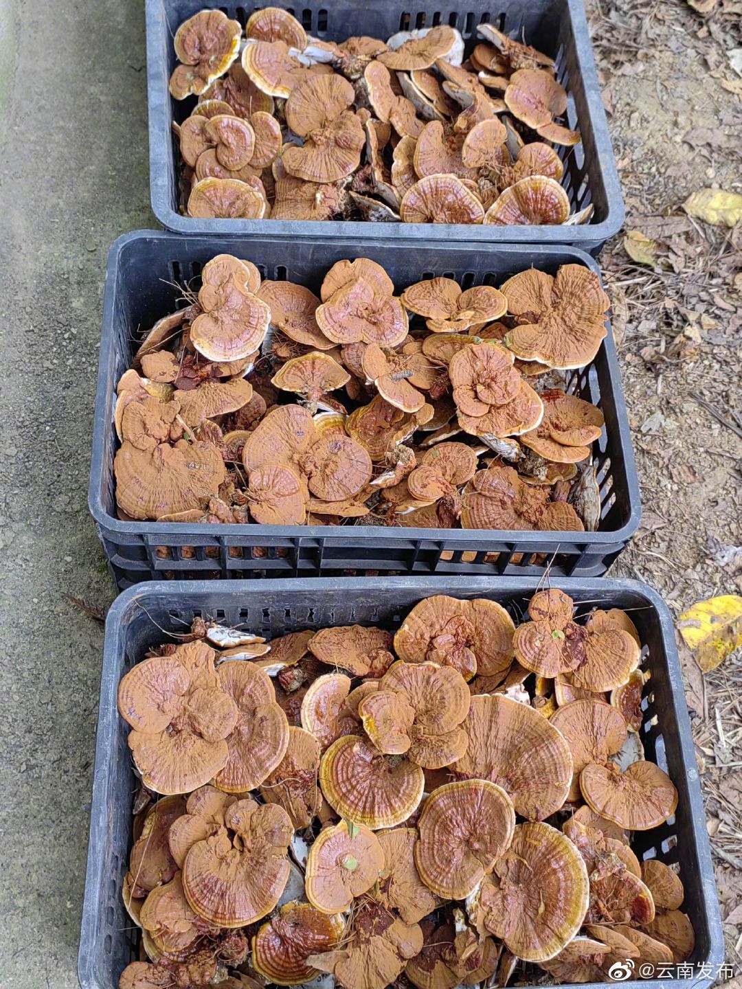 “云南发布”微博