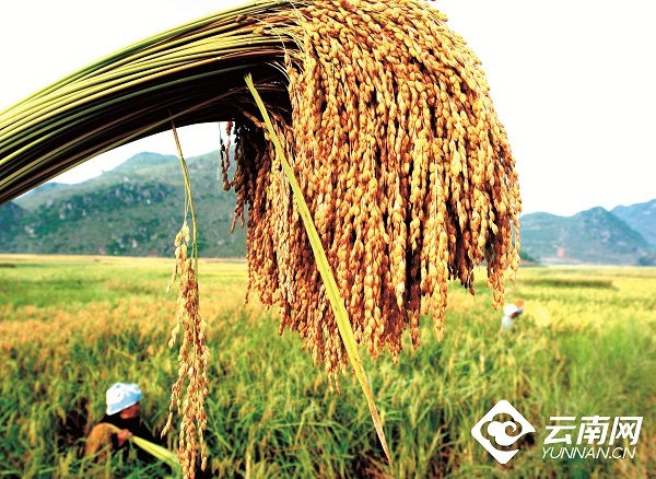 云南省文化和旅游厅