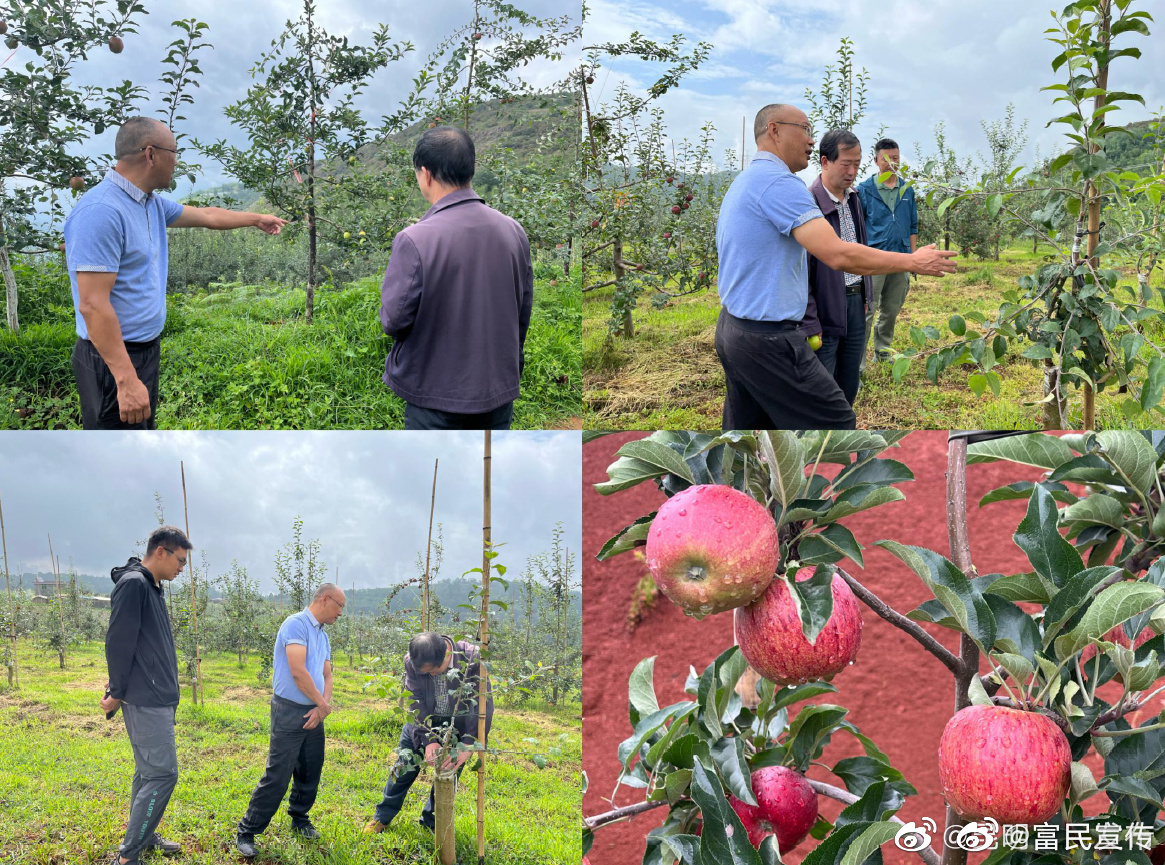 云南省农科院马钧研究员到富民调研指导苹果产业发展