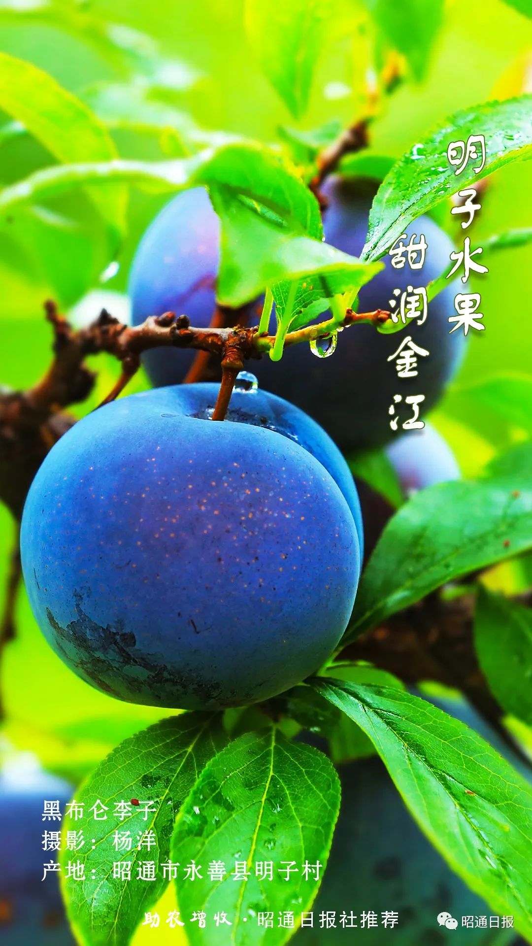 昭通日报