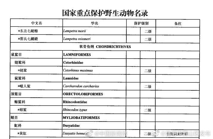 这些鲨鱼是国家重点保护野生动物