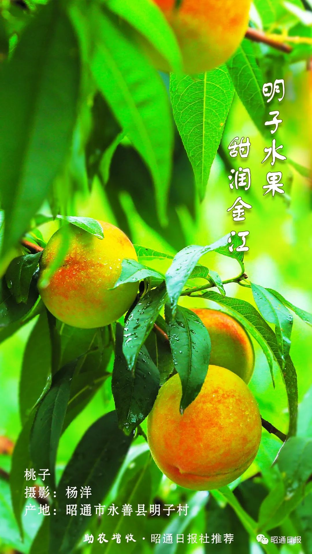 昭通日报