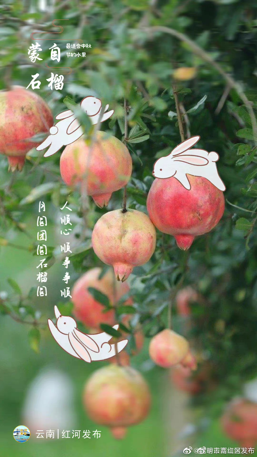 昆明市西山区发布