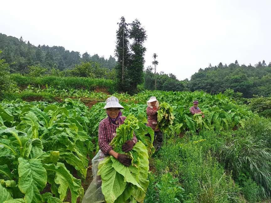 悦读嵩明