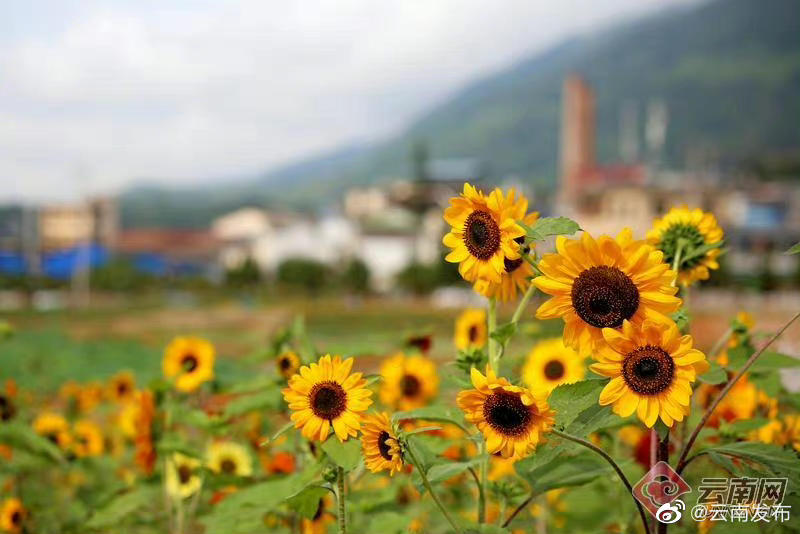 “云南发布”微博