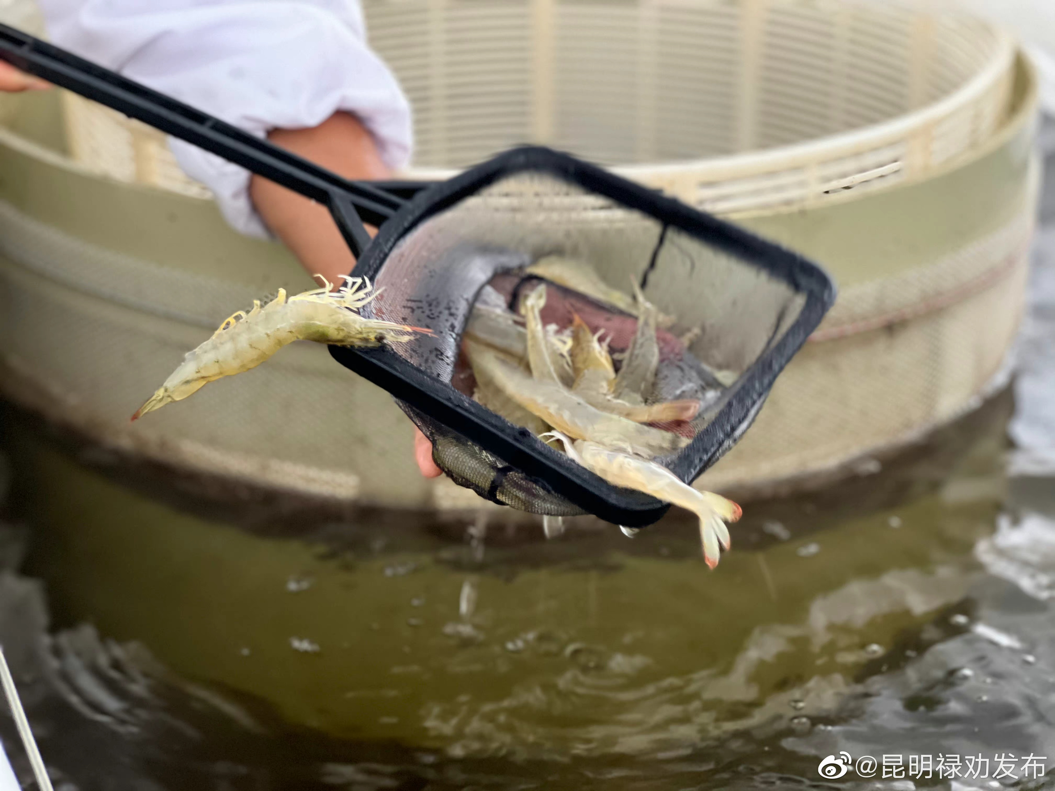 昆明禄劝发布