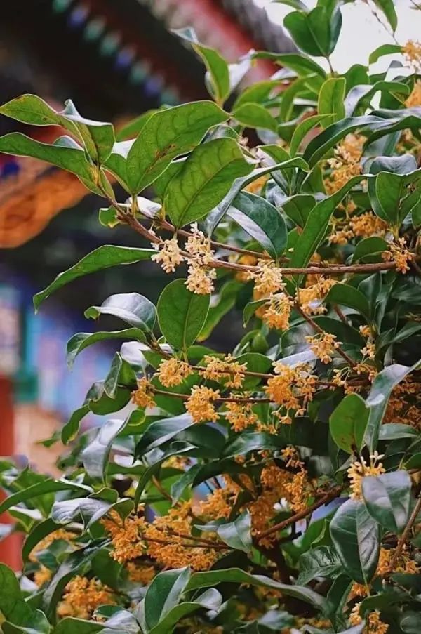 昆明文旅