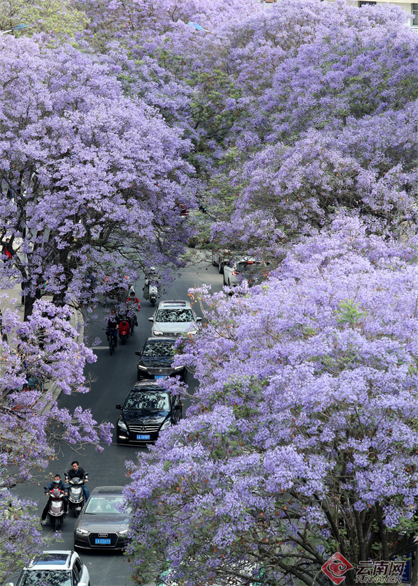 云南省文化和旅游厅