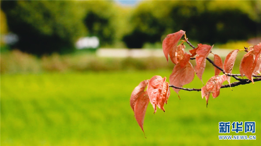 云南省文化和旅游厅