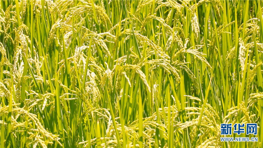 云南省文化和旅游厅