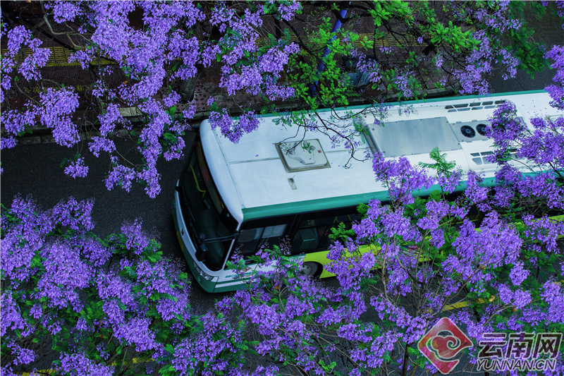 云南省文化和旅游厅