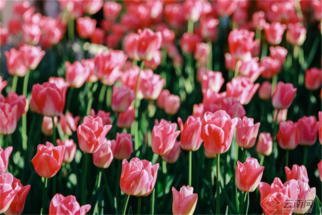 云南省文化和旅游厅