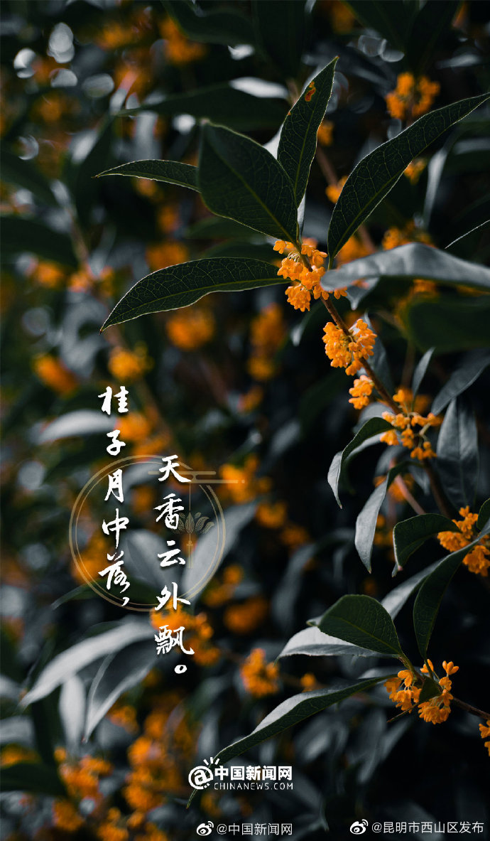 昆明市西山区发布