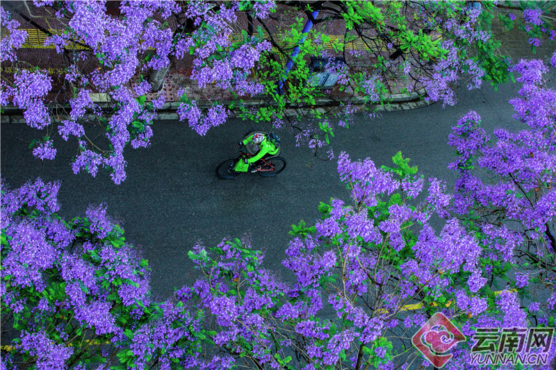 云南省文化和旅游厅