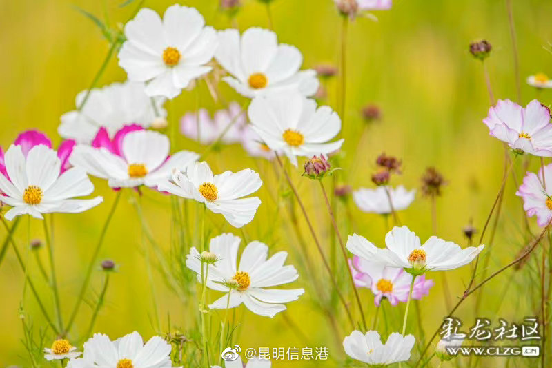 昆明信息港