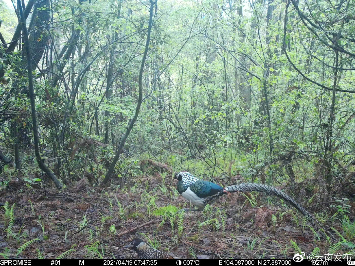 “云南发布”微博