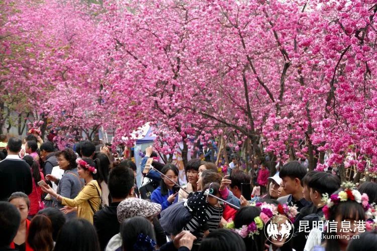 昆明信息港/cnkmxxg