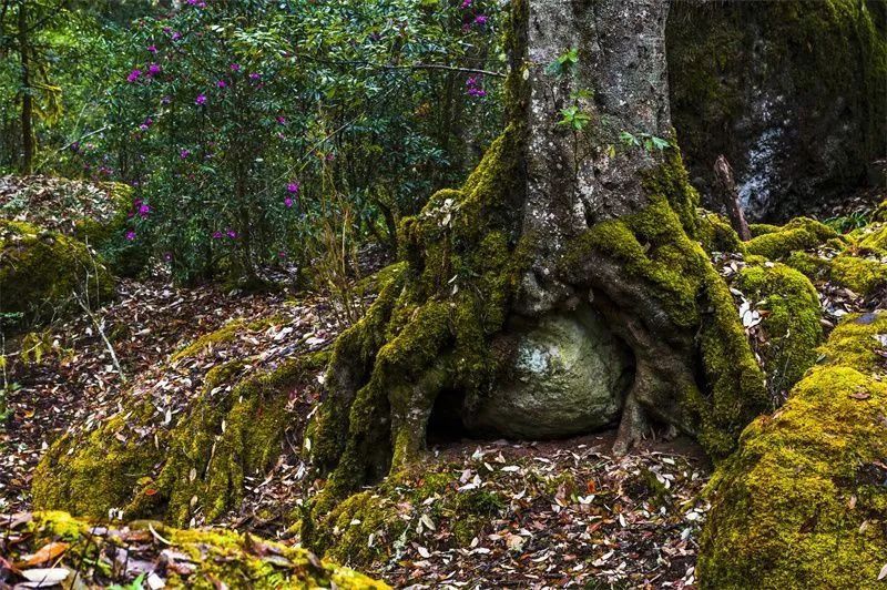 云南省文化和旅游厅