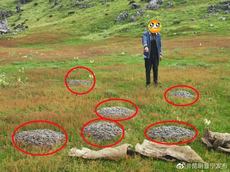 “发财”手段残忍！云南多地出手了！