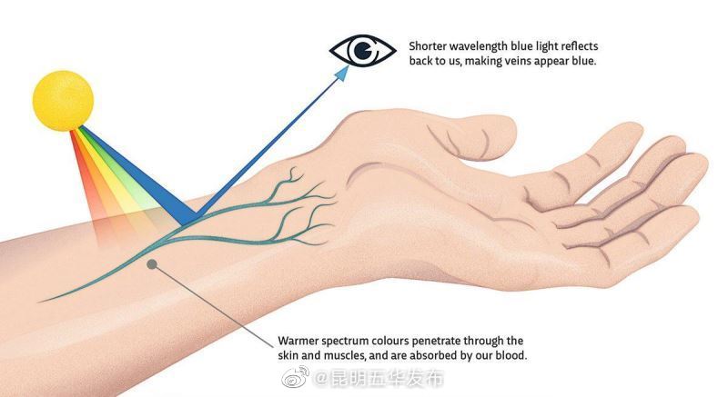 血是红色，为什么血管是蓝色的？
