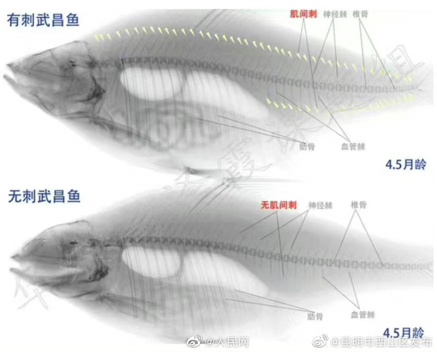 昆明市西山区发布