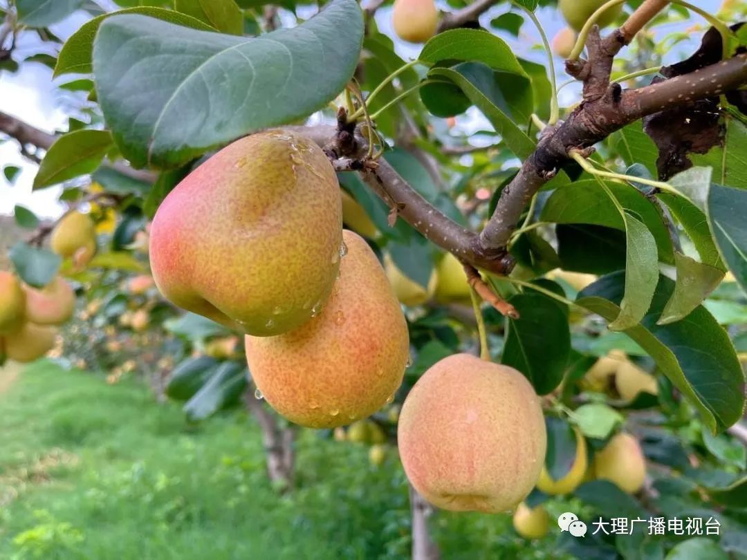 大理电视台