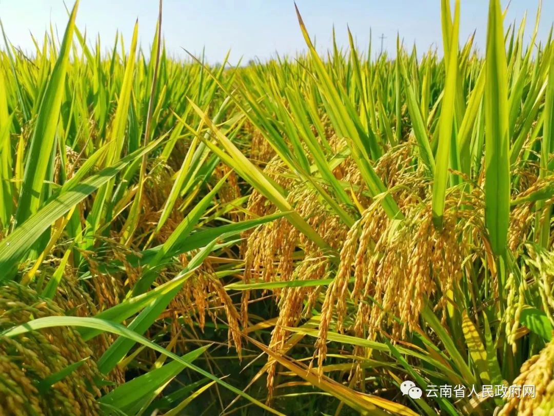 云南省人民政府网