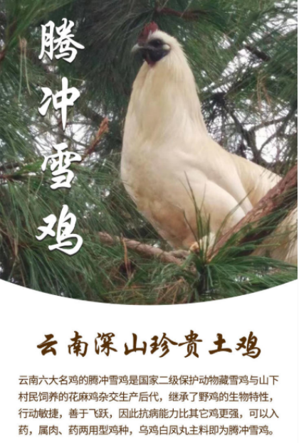 微观盘龙