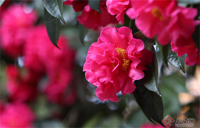 云南省文化和旅游厅