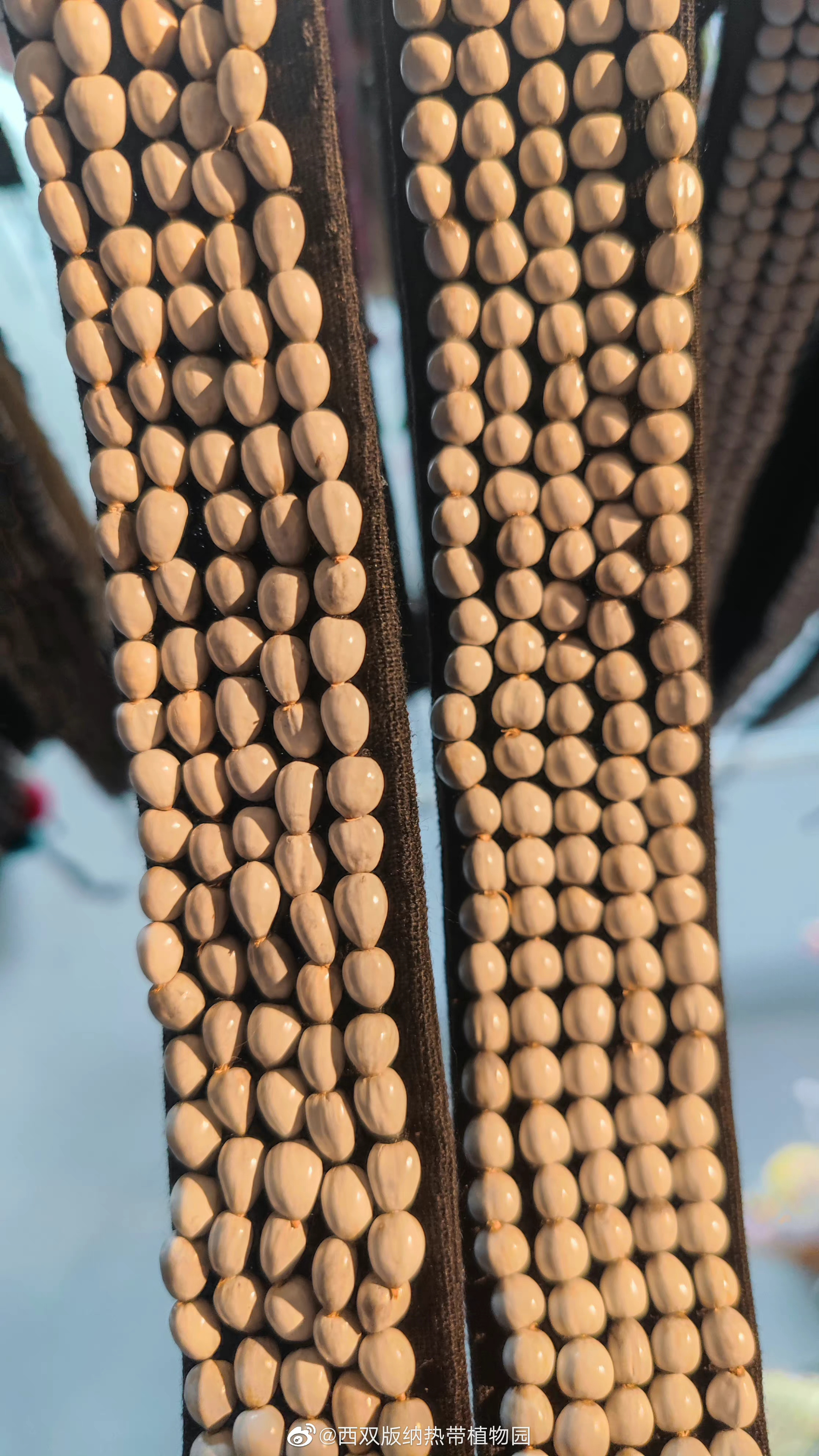 西双版纳热带植物园微博