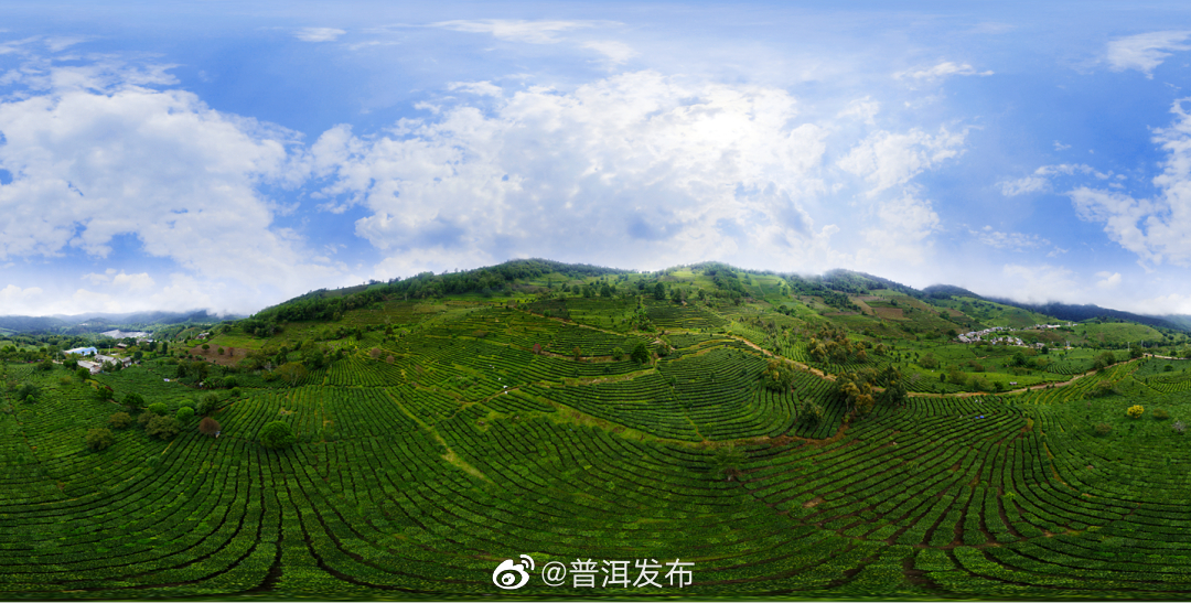 重新定义“一杯好白茶”，普洱正在这样做！