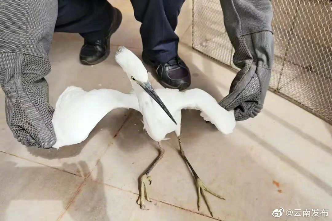 云南牟定森林警察大队民警解救并放归落单白鹭