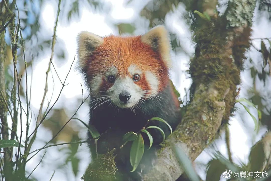 腾冲文旅微博