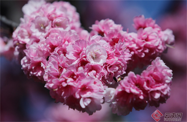 云南省文化和旅游厅