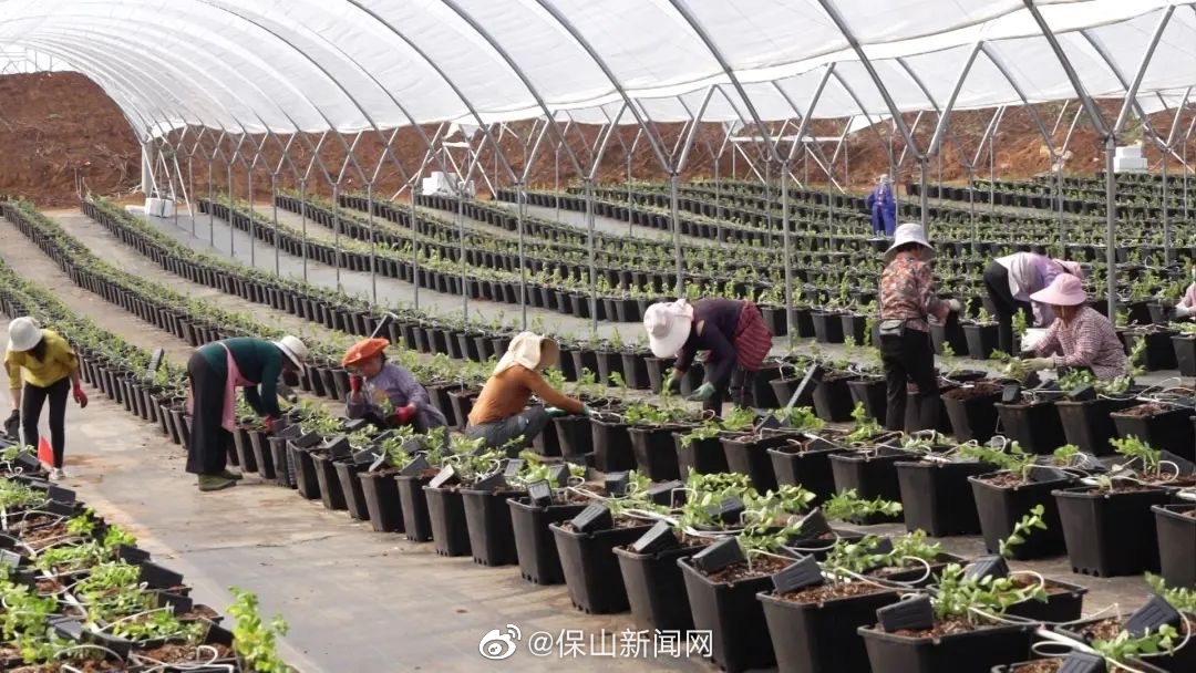 施甸农业发展从“散”到“聚”，“种养加销”产业链条基本构建