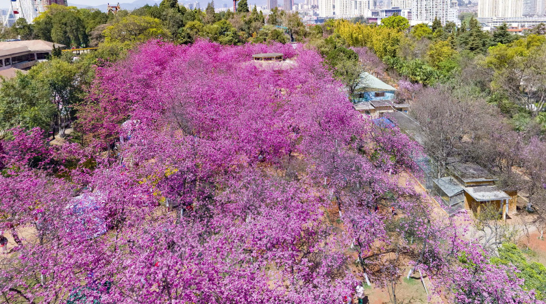 昆明文旅