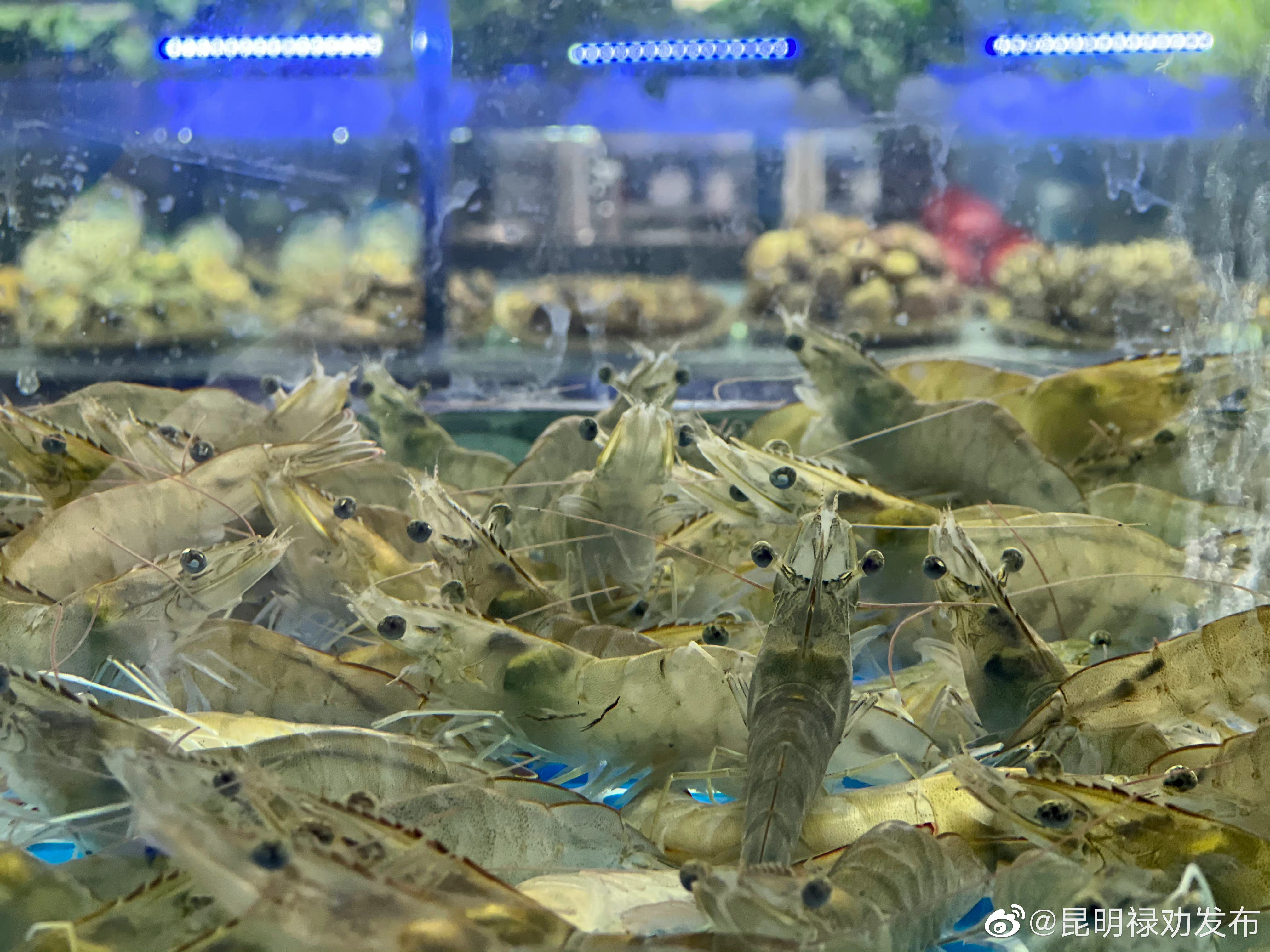 昆明禄劝发布