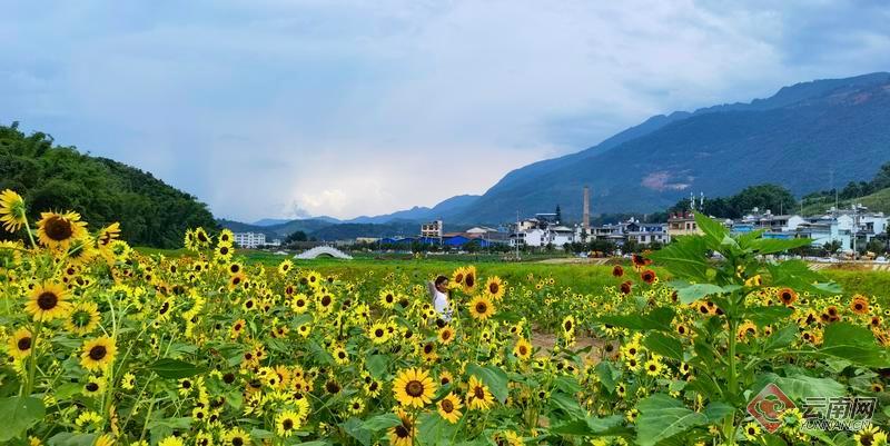 云南省文化和旅游厅