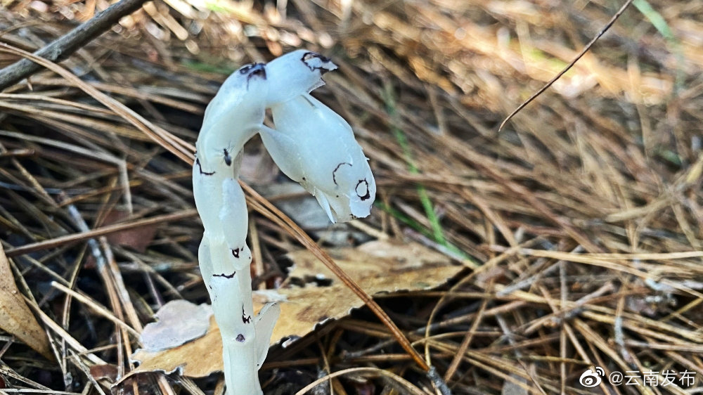 “云南发布”微博