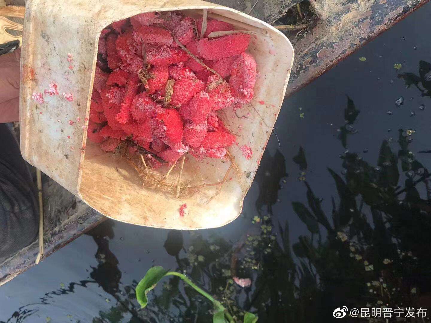 昆明晋宁发布