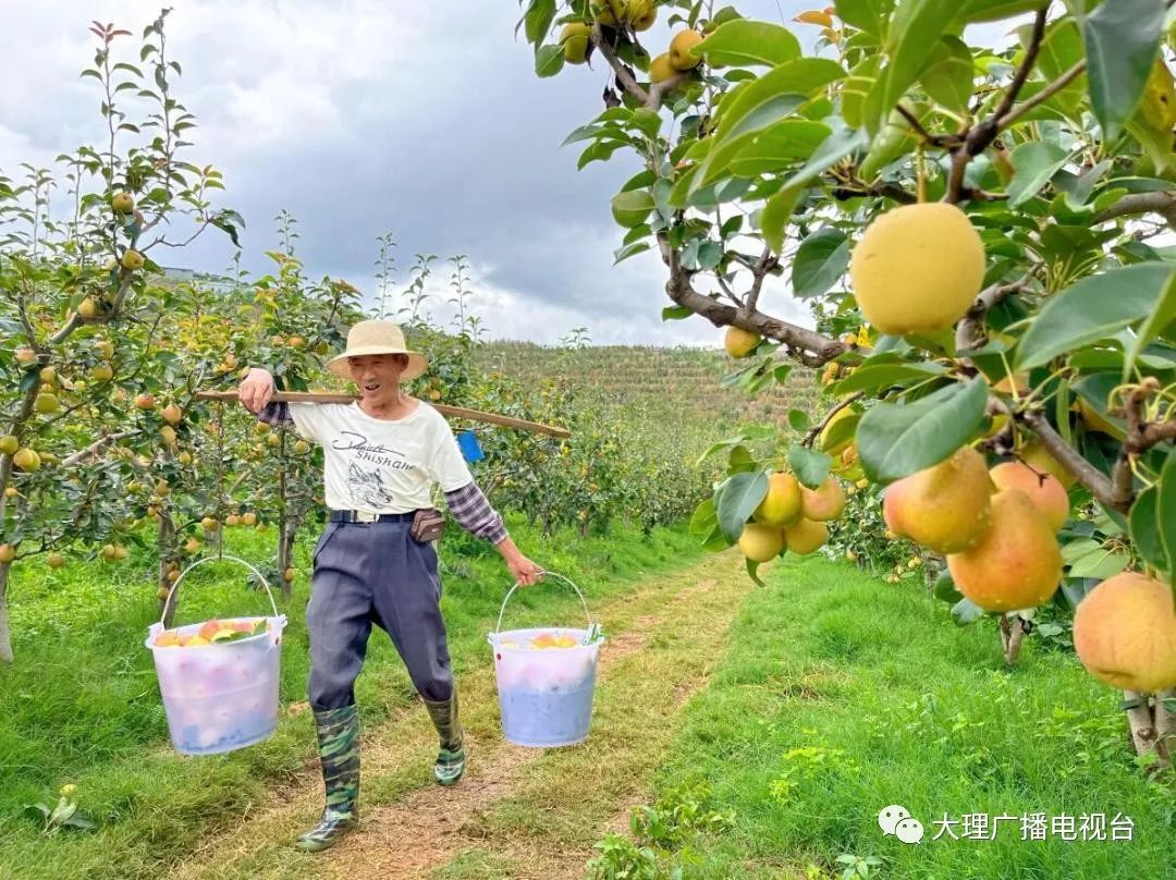 大理电视台
