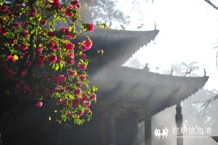 昆明信息港/cnkmxxg